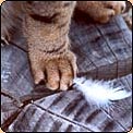 Cat Paw